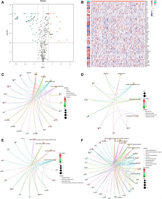 Development of an Aging-Related Gene Signature for Predicting Prognosis, Immunotherapy, and Chemotherapy Benefits in Rectal Cancer